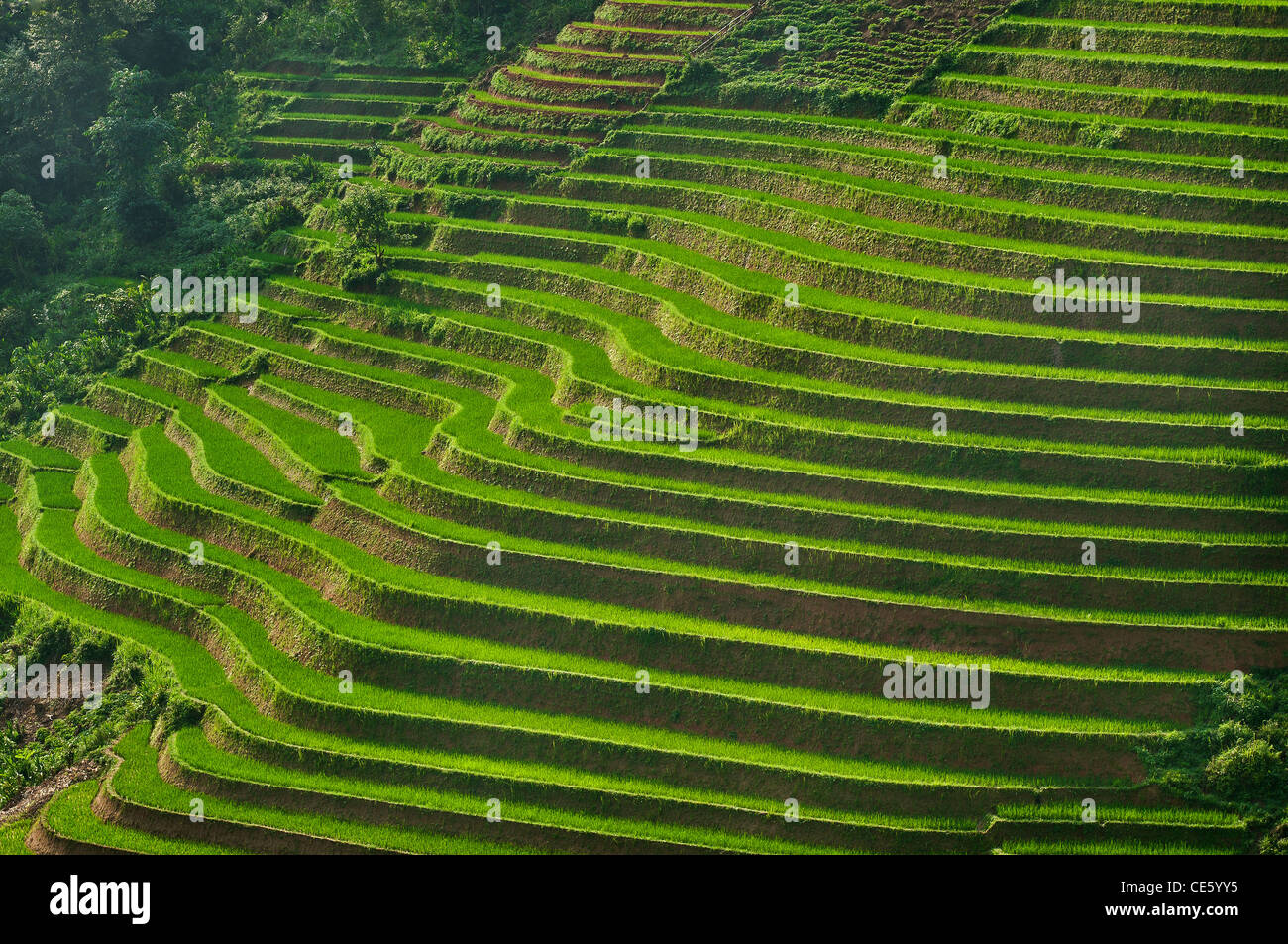 Reisterrassen, Vietnam Stockfoto