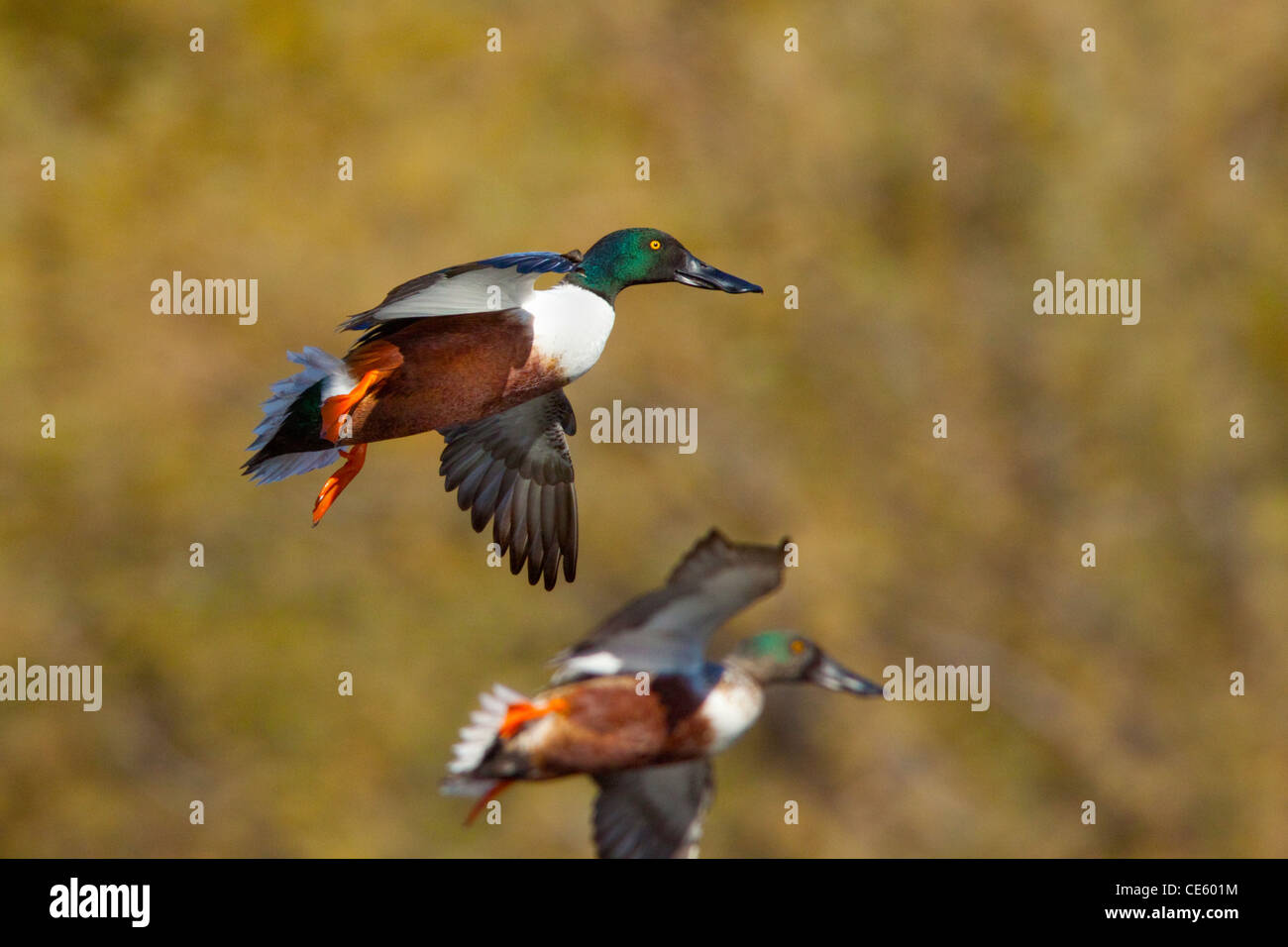 Nördlichen Löffelente Anas Clypeata Tucson, Pima County, Arizona, USA 3 Januar Männchen im Flug. Anatidae Stockfoto