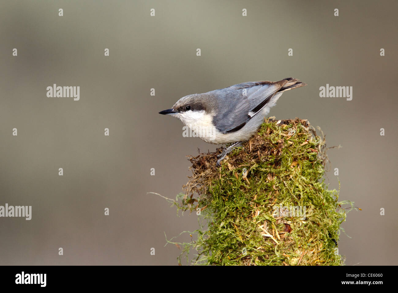 Pygmy Kleiber Sitta Pygmaea Cabin Lake, Oregon, Vereinigte Staaten 5 Mai Erwachsene SITTIDAE Stockfoto