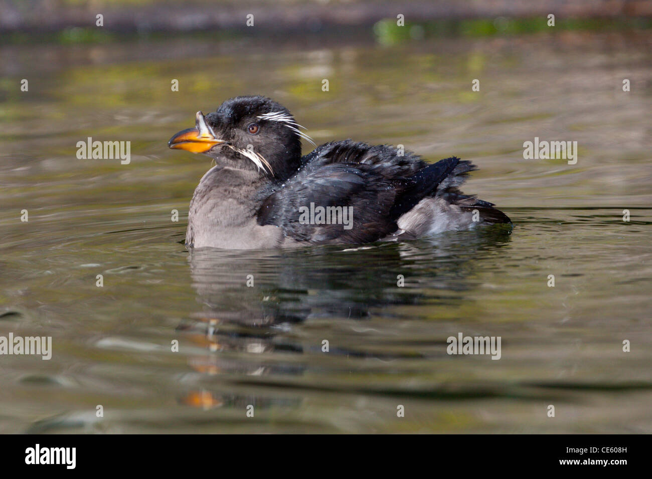 Nashörner Auklet Cerorhinca Monocerata Oregon Coast Aquarium, Newport, Oregon, USA 29 April Erwachsene Stockfoto