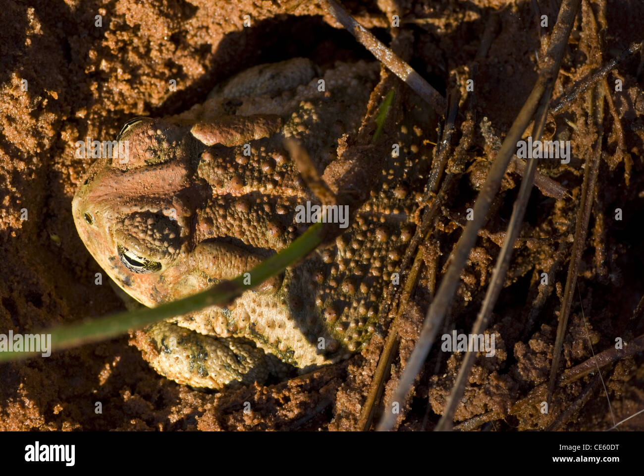 Grabende Woodhouse Kröte, (Anaxyrus Woodhouseii), Little Red River, State Caprock Canyons Park, Texas, USA. Stockfoto