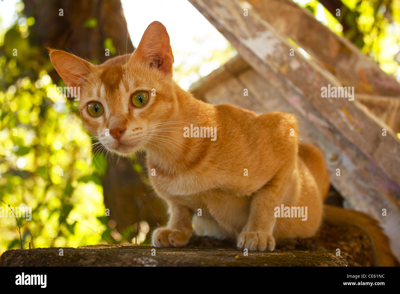 Eine Ingwer Katze auf einer Mauer sitzend Stockfoto