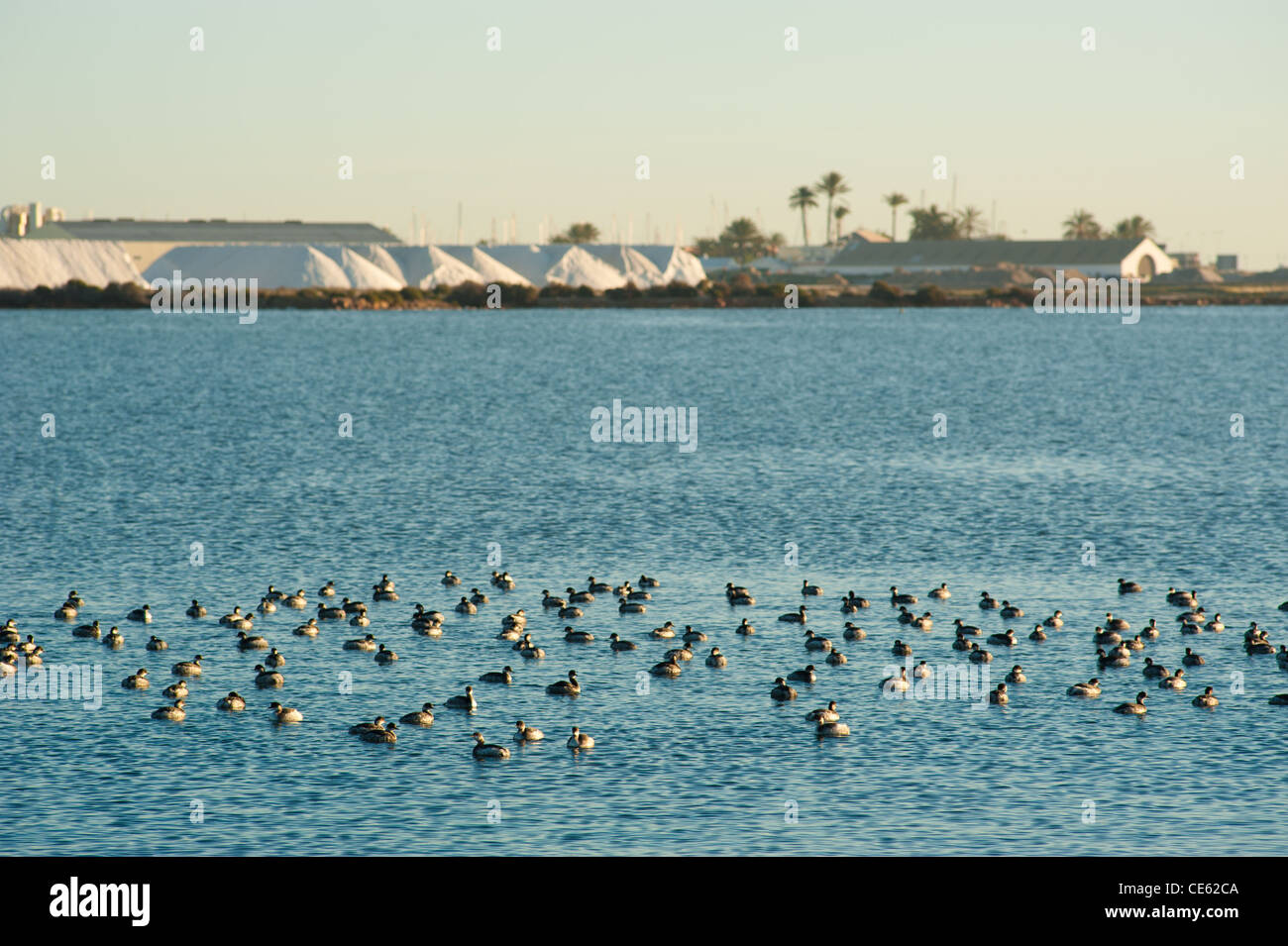 Wasservögel schwimmen vor einem Salz Raffinerie Stockfoto