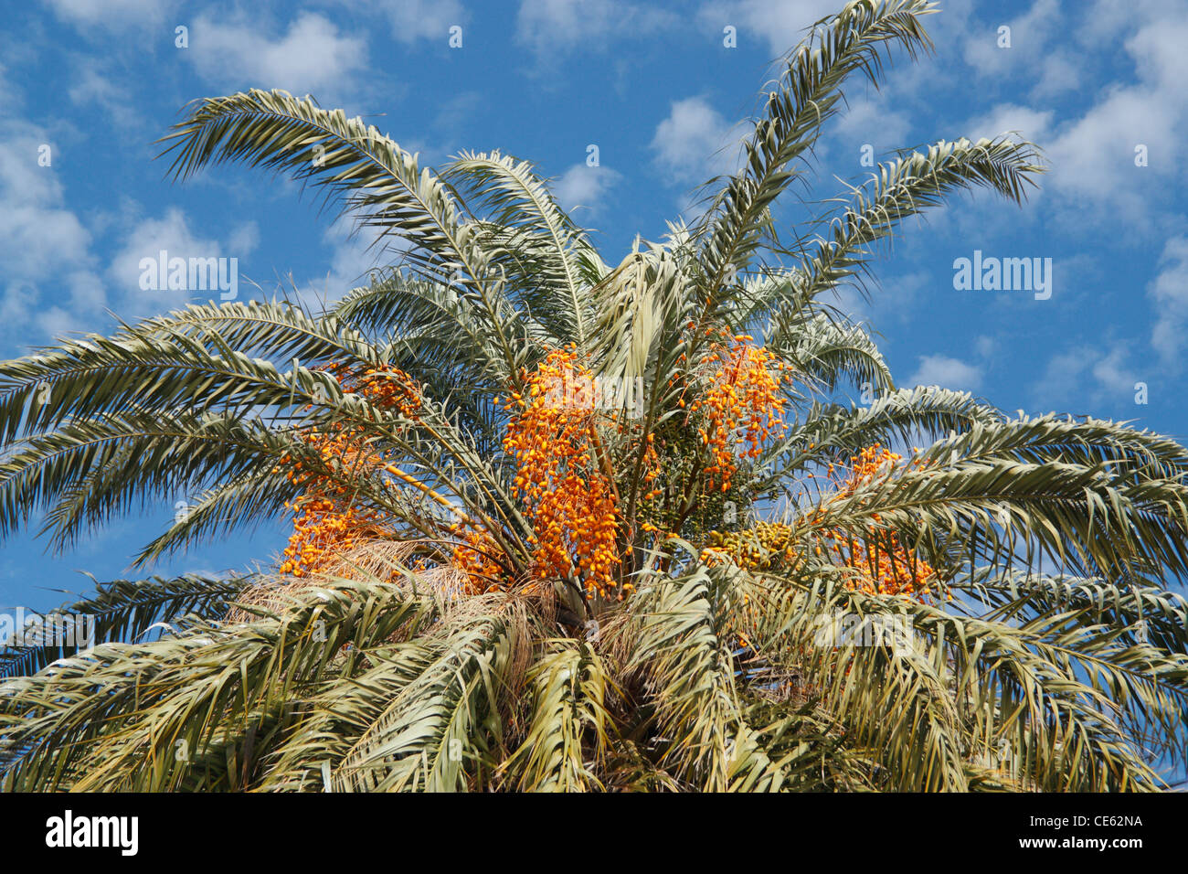 Termine auf Palme in Kanarische Inseln Stockfoto