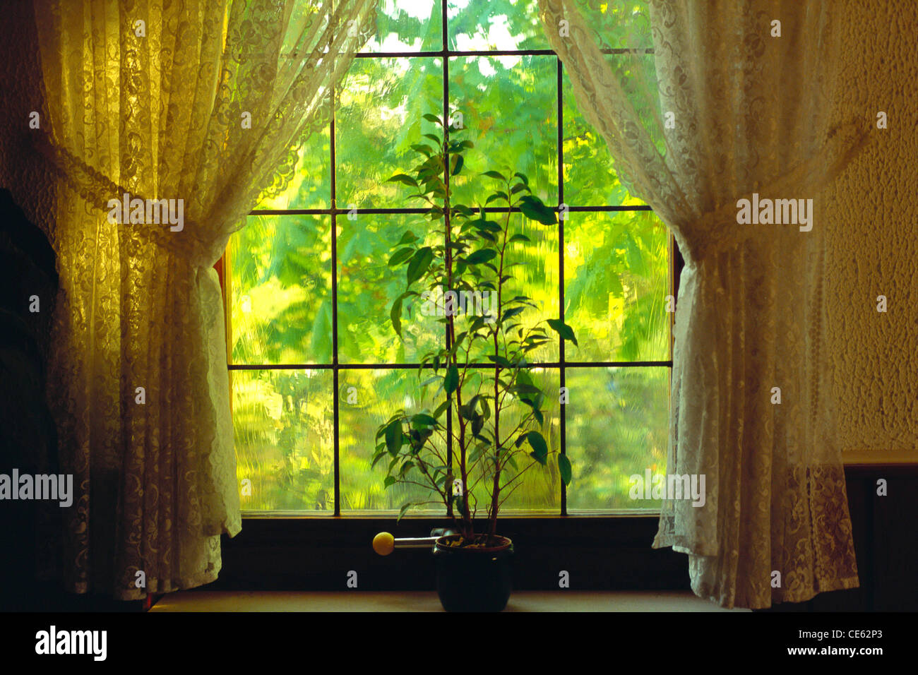 Fenster mit Vorhängen und grünen Pflanzen geöffnet Stockfoto