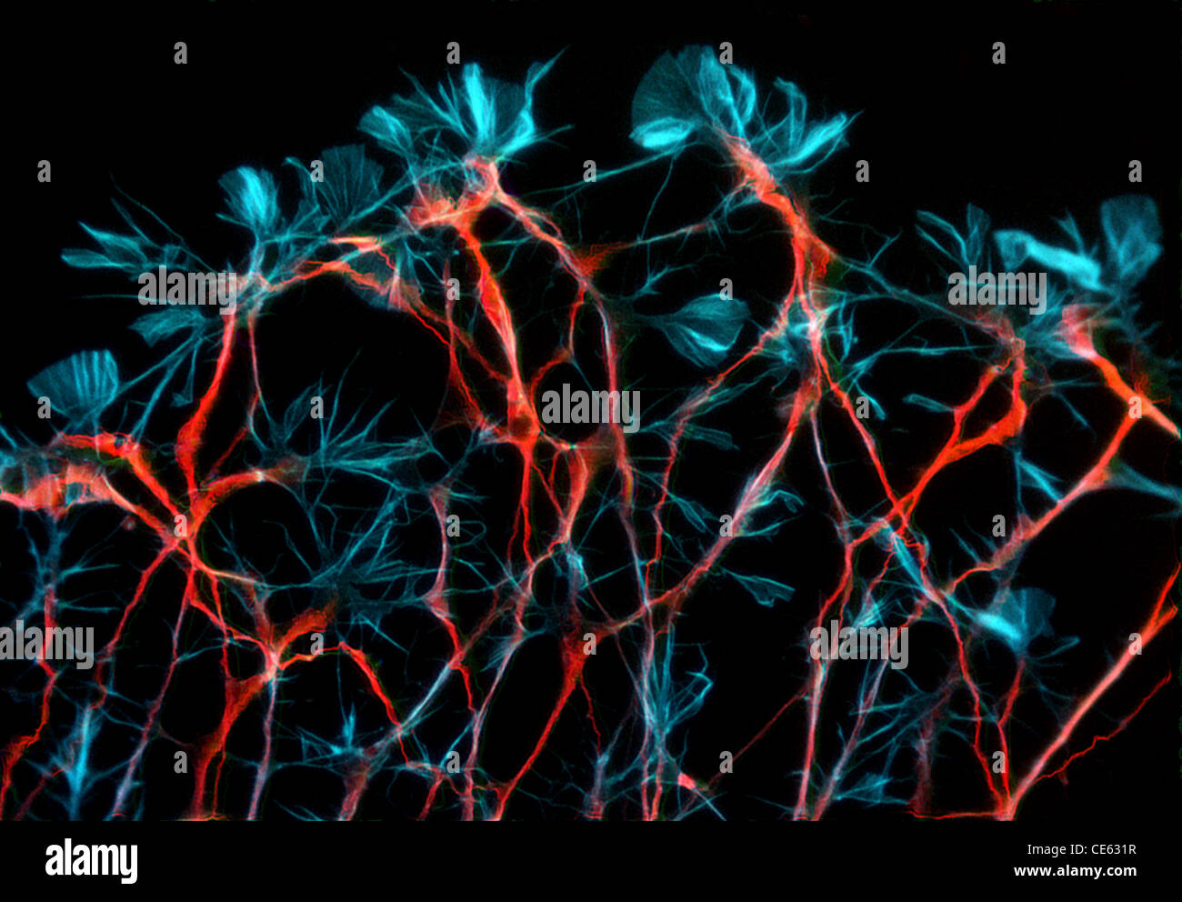 Entwicklung von sensorischen Neuronen der Ratte. Stockfoto