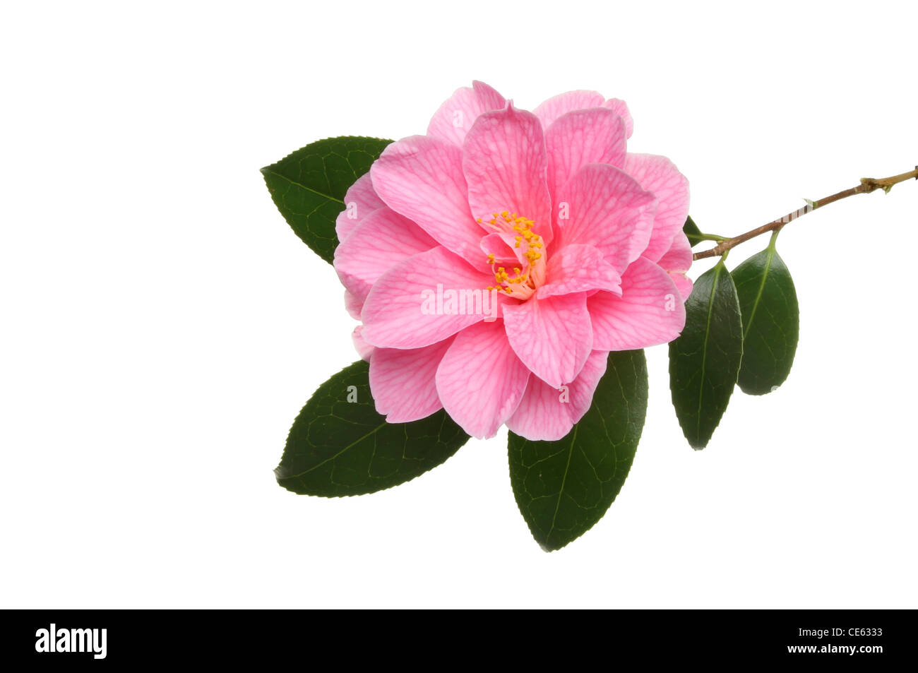 Kamelie Williamsii Spende und isoliert gegen weiße Blätter Stockfoto