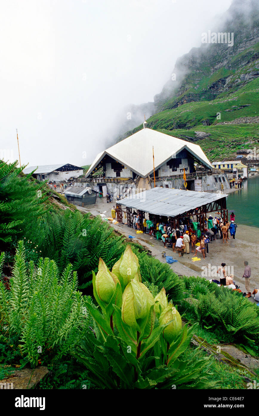 Brahma Kamal wächst in der Nähe von Hemkund Sahib Gurudwara, Uttaranchal, Uttarakhand, Indien Stockfoto