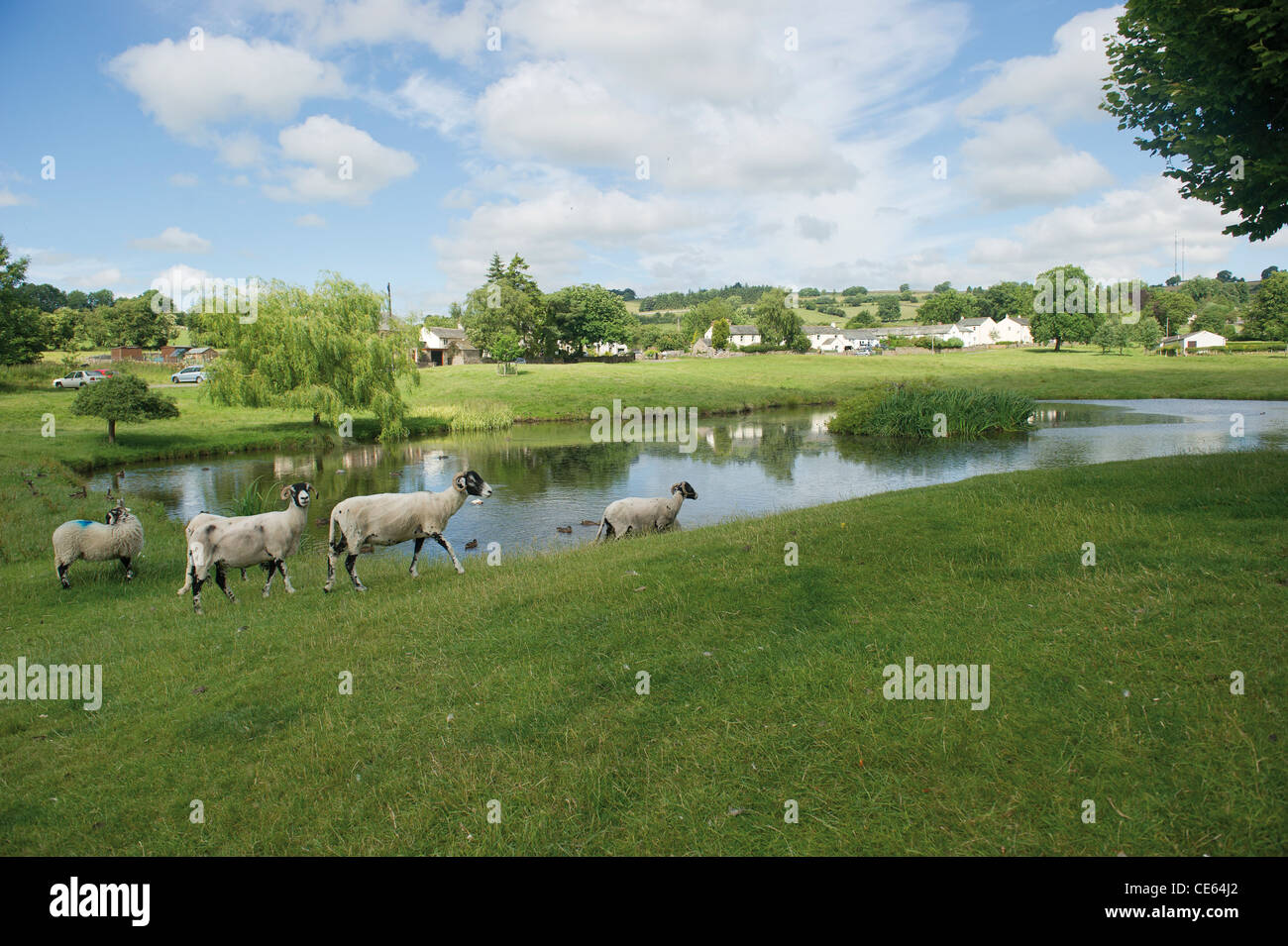 Der Ententeich und Schafe in Caldbeck Cumbrian Dorf Lake District UK English Countryside Stockfoto