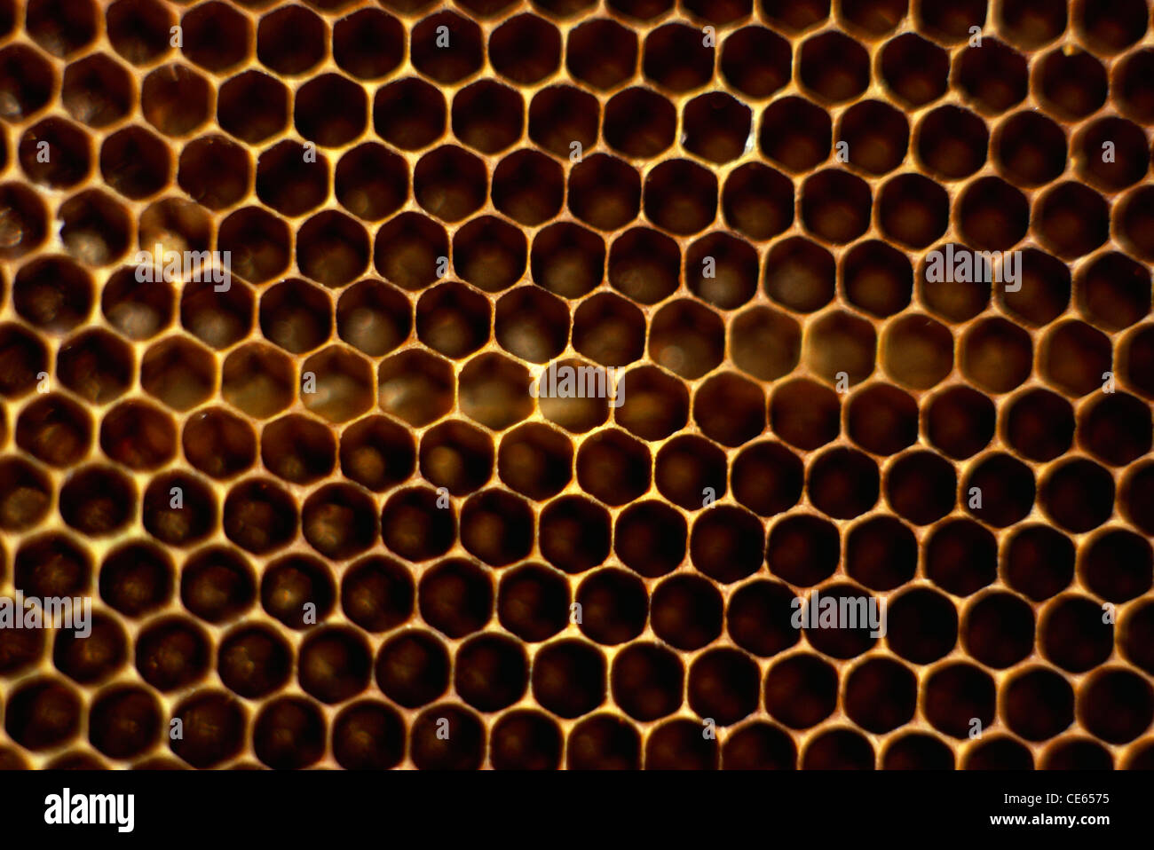 Honig Bienennest Stockfoto