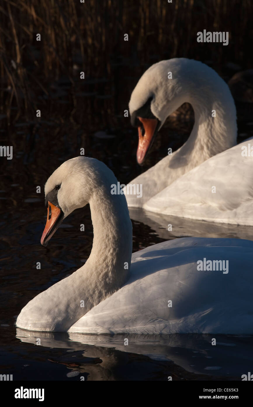 Ein paar Höckerschwäne auf den Norfolk Broads Stockfoto