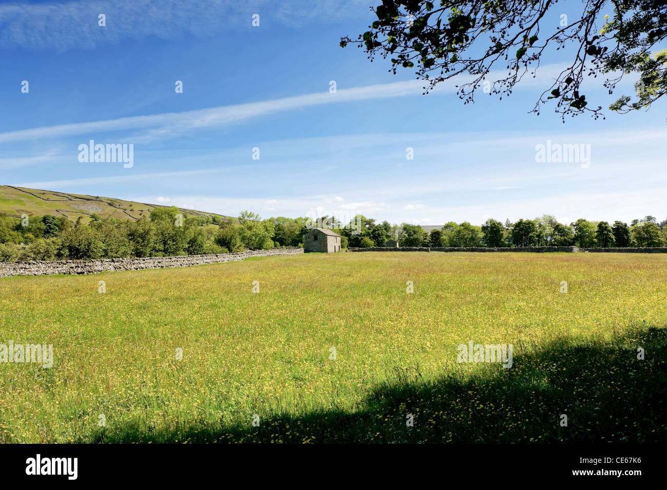 Blühende Wiesen im Swaledale Stockfoto