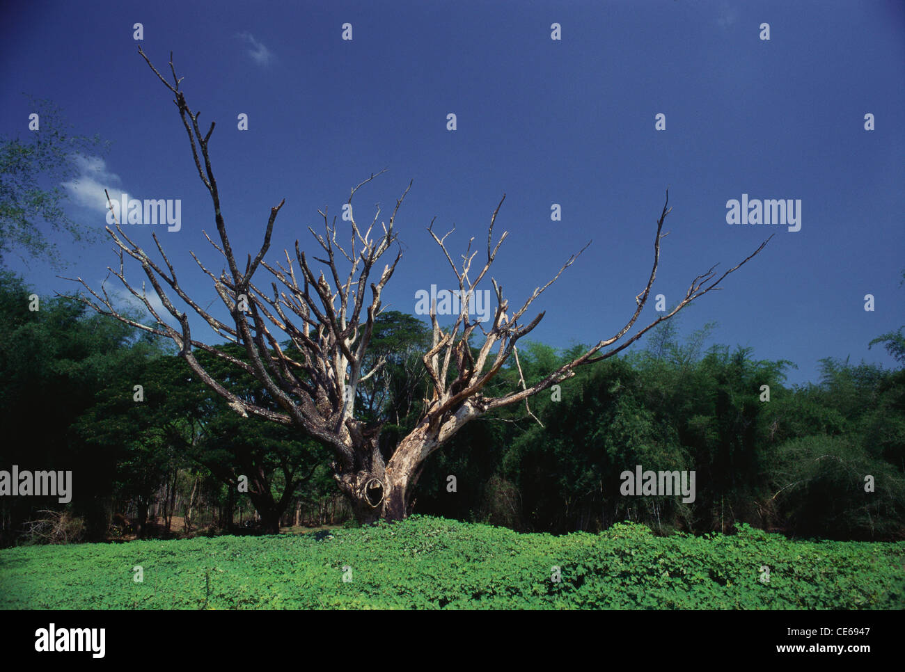 Toter Baum in Kabini Nationalpark; Karnataka; Indien Stockfoto