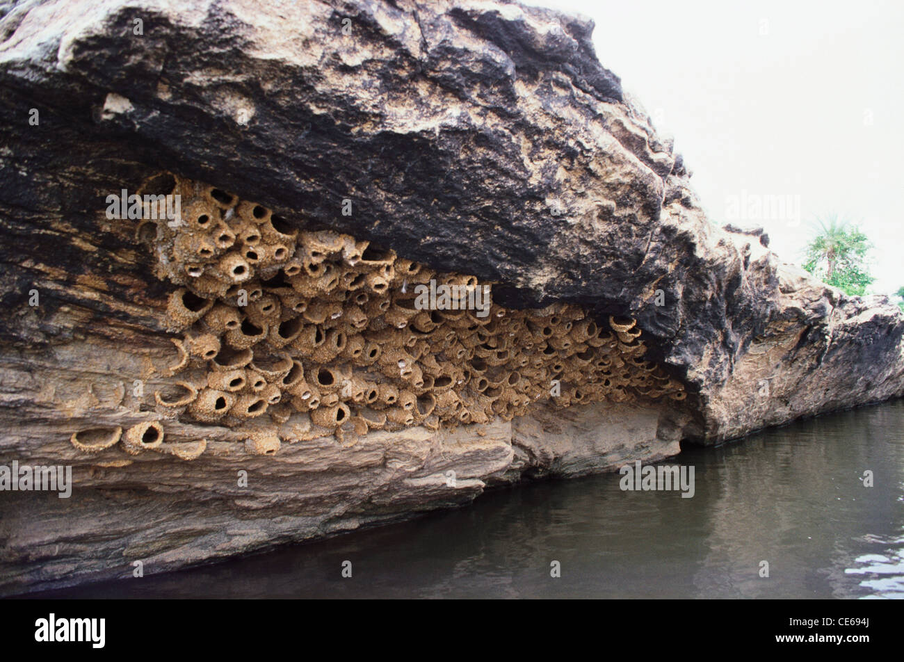 Indische Klippe Schwalbe Nester Kolonie mit Schlamm und Gras gebaut; in der Nähe Wayanad; Kalpetta; Kerala; Indien; Asien Stockfoto