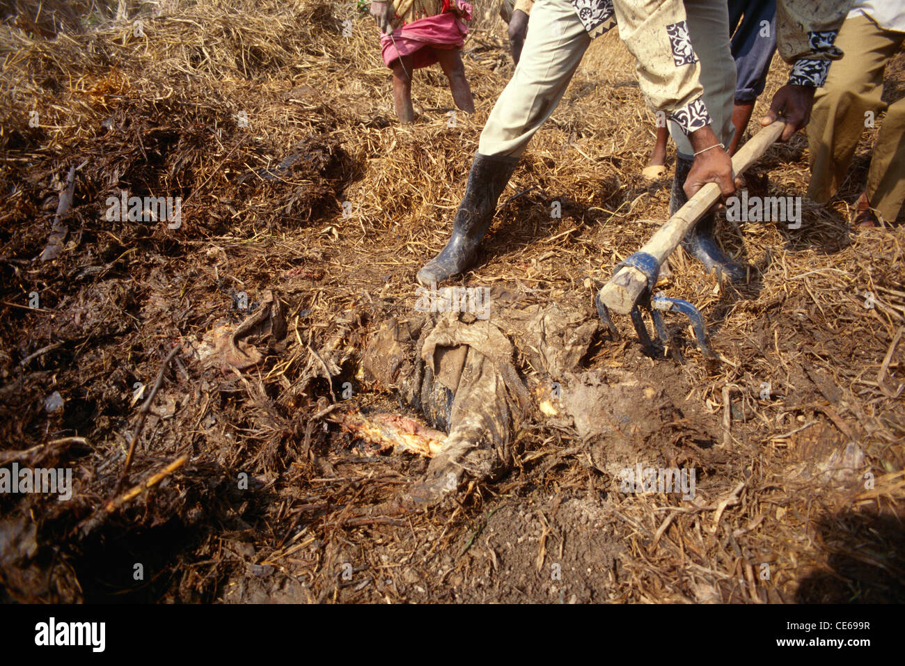 Rettungs-Mann begraben Leiche; Zyklon in Orissa; Indien November 1999 Stockfoto