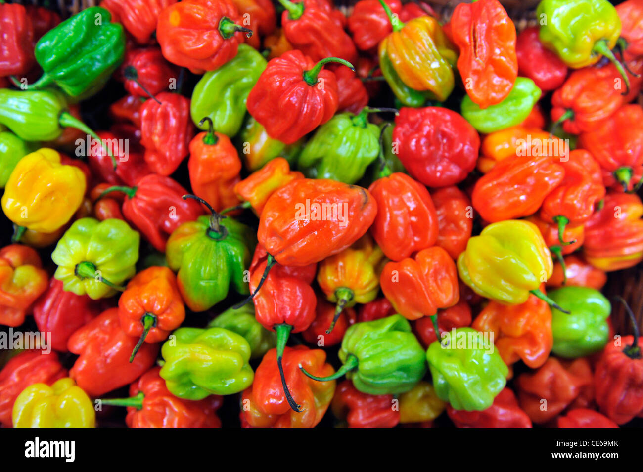 Scotch chili scoville Fotos und Bildmaterial in hoher