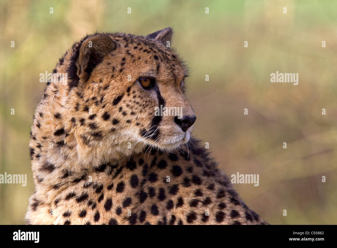 Gepard Acinonyx Jubatus Porträt Stockfoto