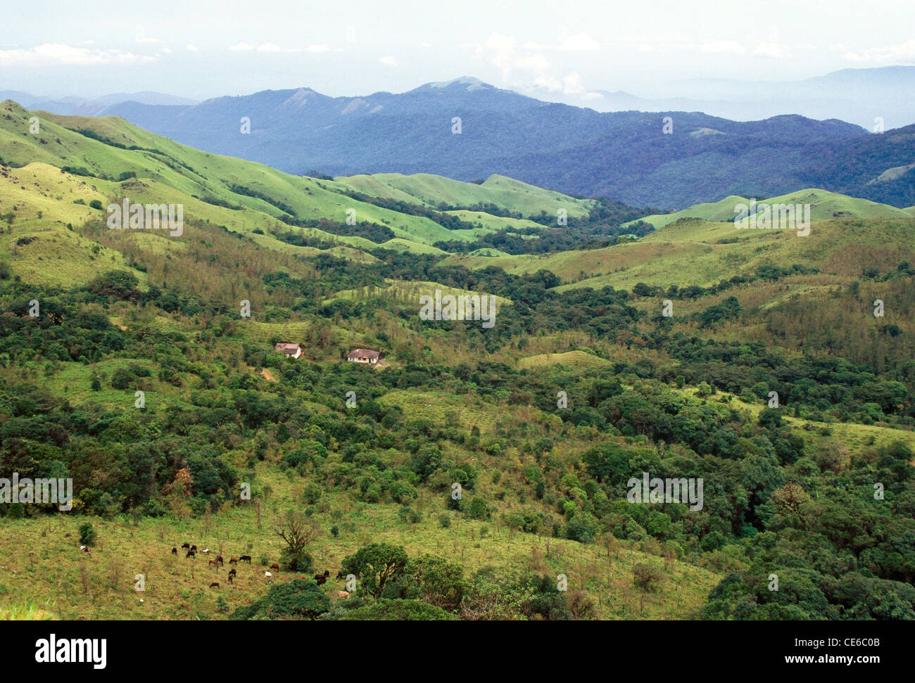 sanften grünen Blick auf die Berge der Western Ghats von Brahmagiri Hügeln in Talacauvery; Kodagu Coorg; Karnataka; Indien Stockfoto