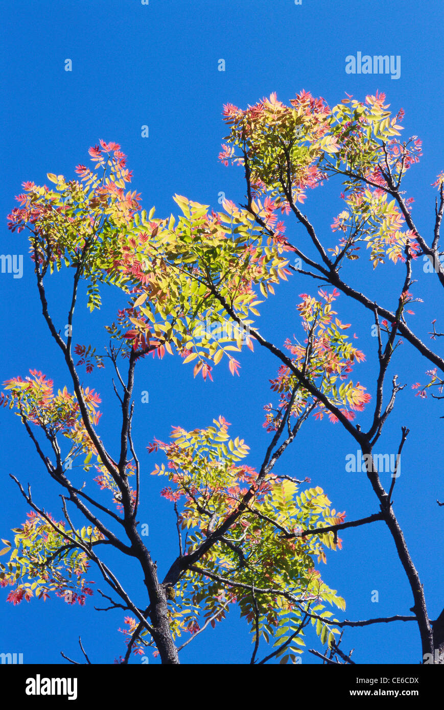 Kusum Baum; Schleichera oleosa; kusum Baum; Ceylon Eiche; lac Baum; Gummi lac Baum; Indien; Asien Stockfoto