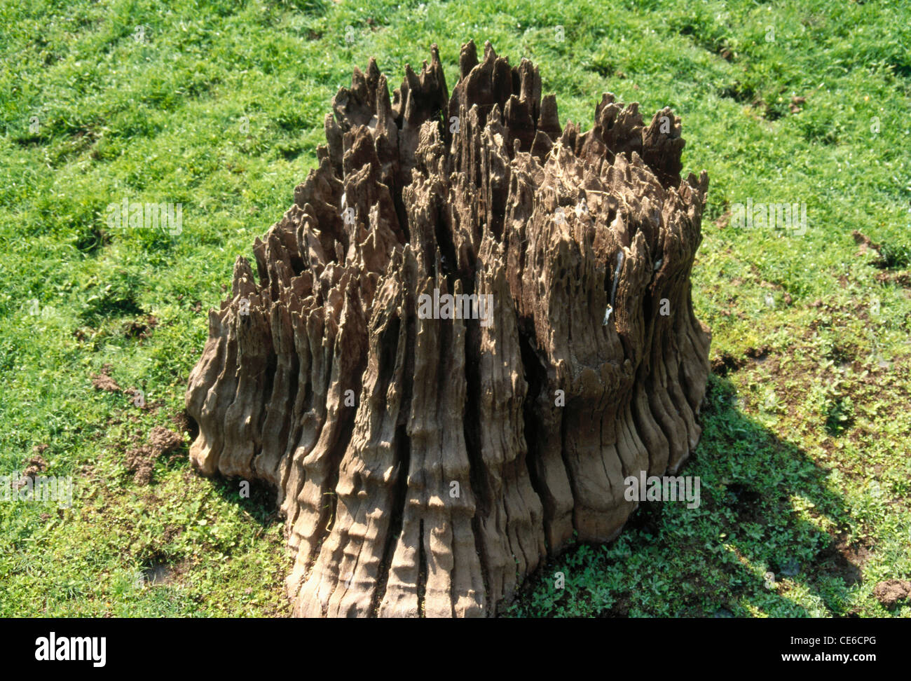 Alter Baumstamm; gebrochener Baumstamm; fauler Baumstamm; Stockfoto