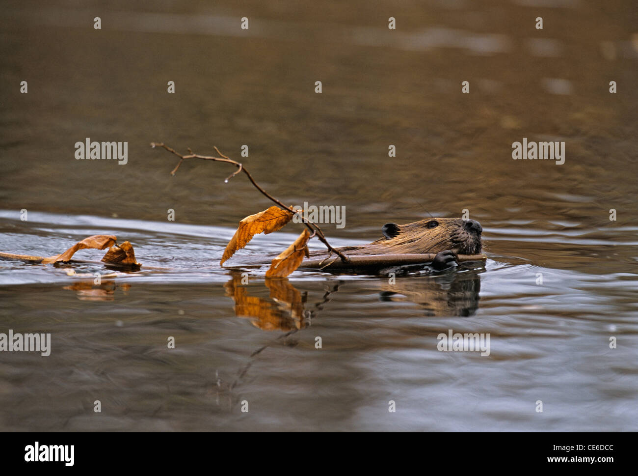 Schwimmen-Biber mit Ast Stockfoto