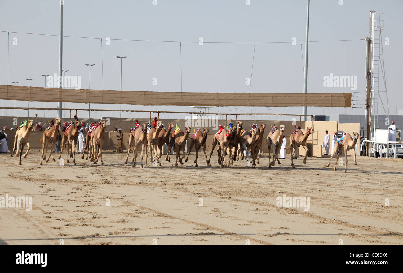 Kamelrennen Start in Doha Katar, Nahost Stockfoto