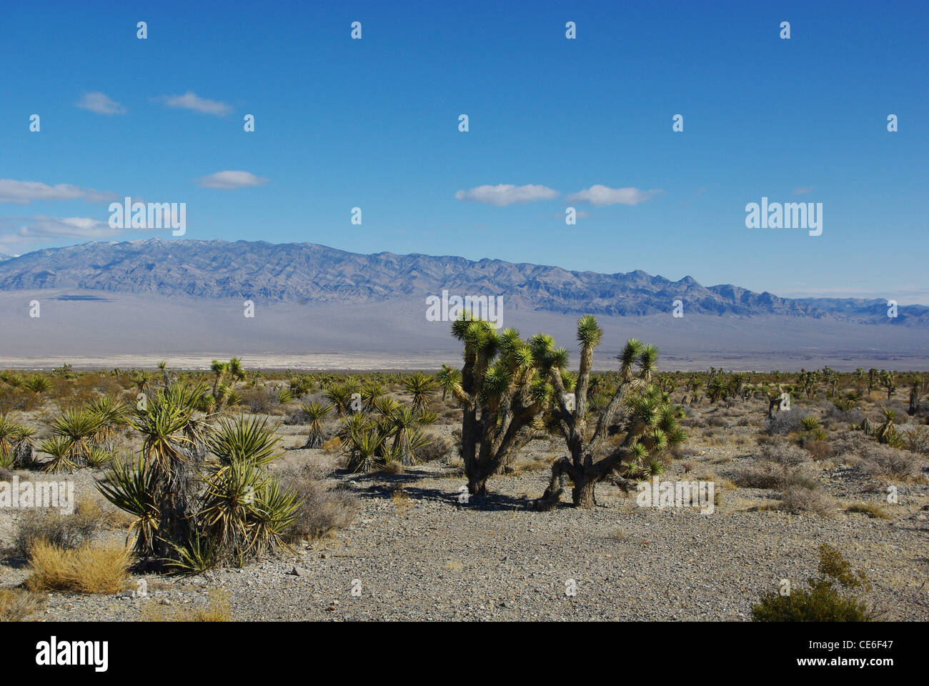Joshua, Yucca, weite Räume und hohe Berge, Wüste von Nevada Stockfoto