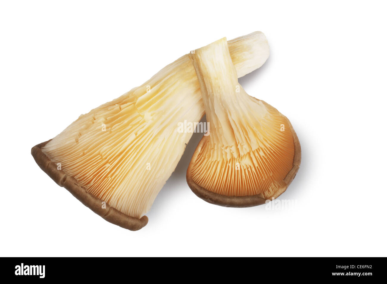 Austernpilz - John Gollop Stockfoto