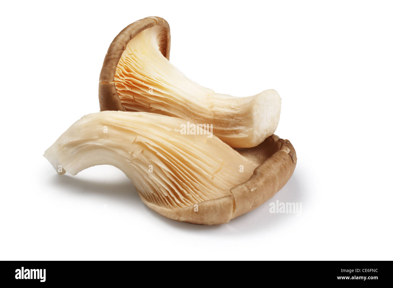 Austernpilz - John Gollop Stockfoto