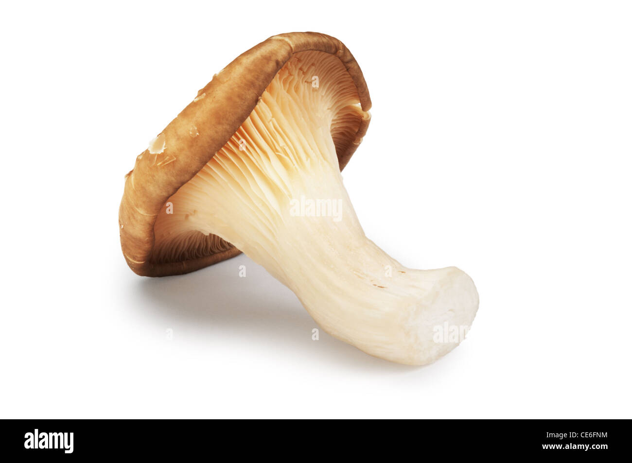 Austernpilz - John Gollop Stockfoto