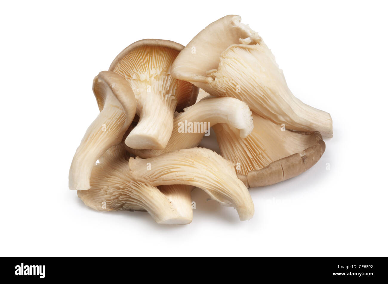 Austernpilz - John Gollop Stockfoto