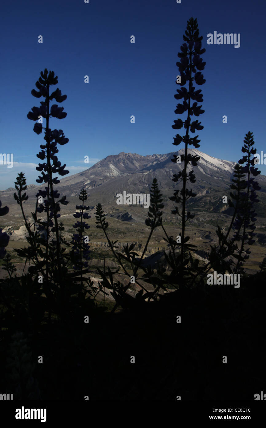 Prairie Lupinen Blumen nachwachsen Bimsstein schlicht Mount St. Helens Volcano National monument Stockfoto