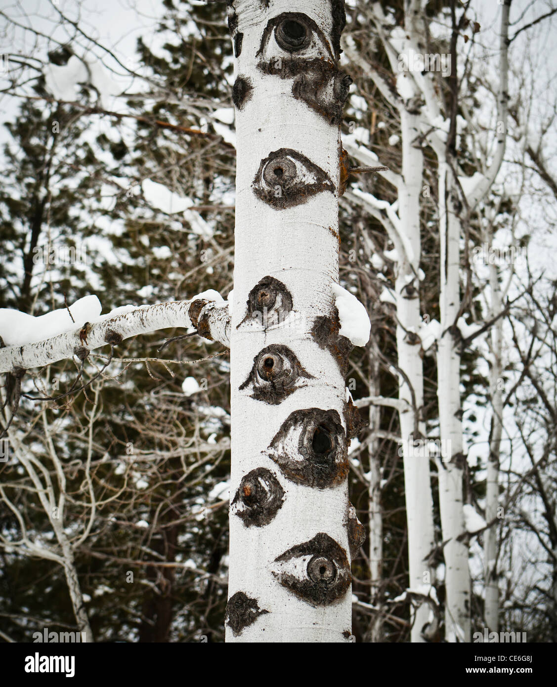 Aspen Baumstämme im Winter. Stockfoto