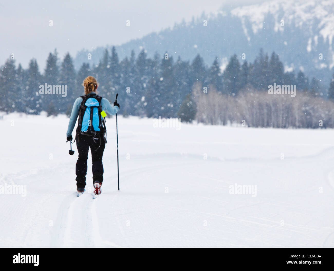 Eine Frau, Skifahren auf der Öffentlichkeit gespurte Langlaufloipen im Mazama, Washington, USA. Methow Valley. Stockfoto