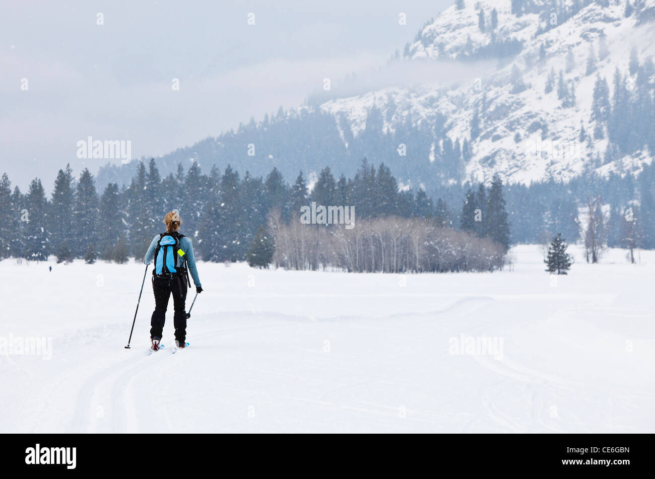 Eine Frau, Skifahren auf der Öffentlichkeit gespurte Langlaufloipen im Mazama, Washington, USA. Methow Valley. Stockfoto