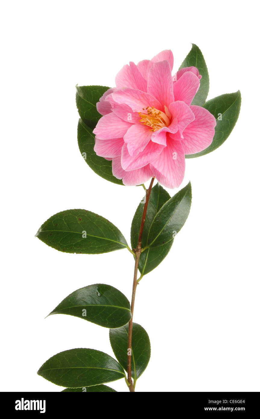 Kamelie, Williamsii Spende, isoliert gegen weiß Stockfoto