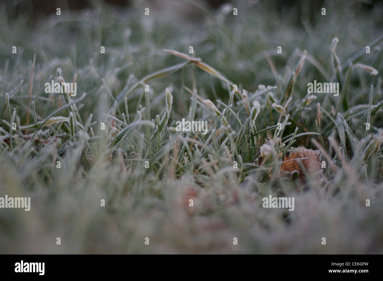 Hore Frost auf dem Rasen landen als Drop Temperaturen unter dem Gefrierpunkt, Gloucestershire Stockfoto
