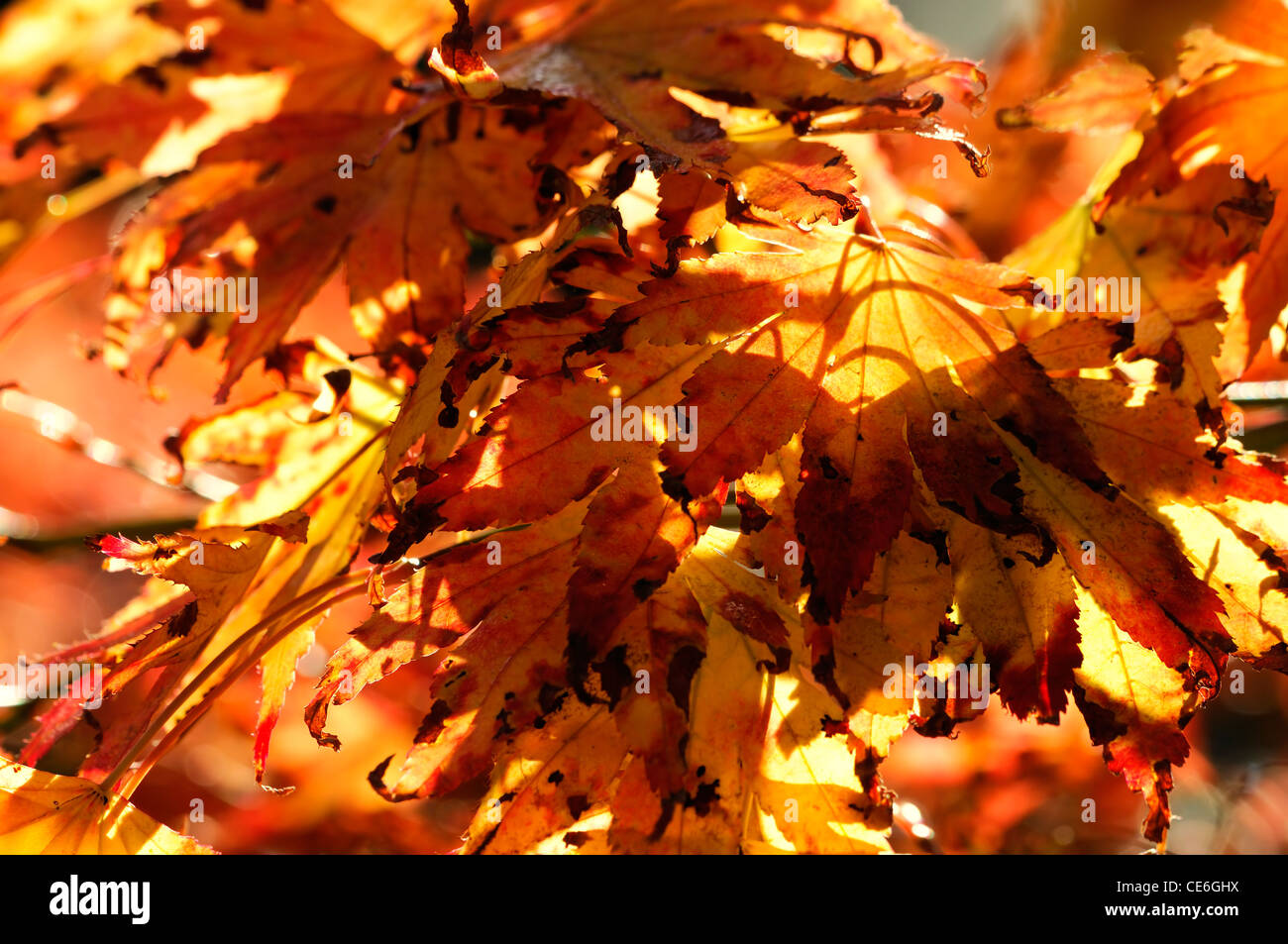 Orange rot braun Acer Blätter Laub im Herbst herbstliche Herbst Farbe Farbe Hintergrundbeleuchtung Hintergrundbeleuchtung Laubbäume Ahorn sonnige Stockfoto