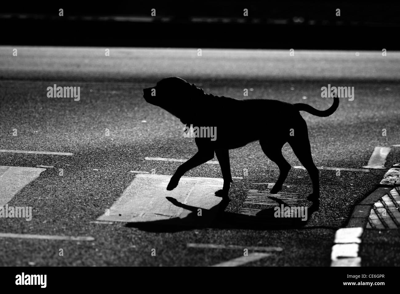 ein Hund, eine Straße auf einem Zebrastreifen überqueren Stockfoto