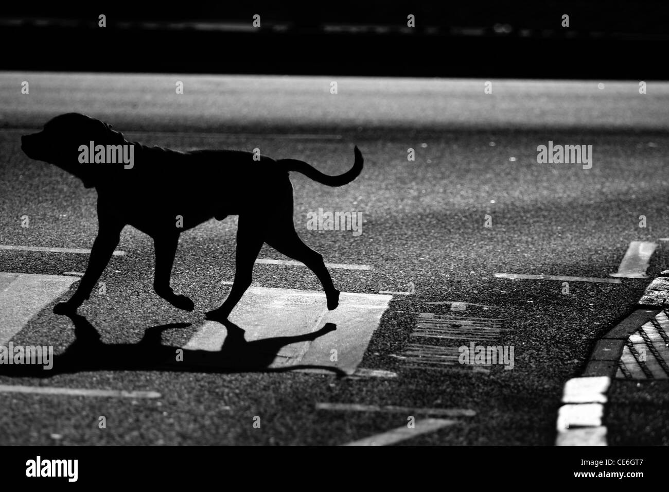 ein Hund, eine Straße auf einem Zebrastreifen überqueren Stockfoto