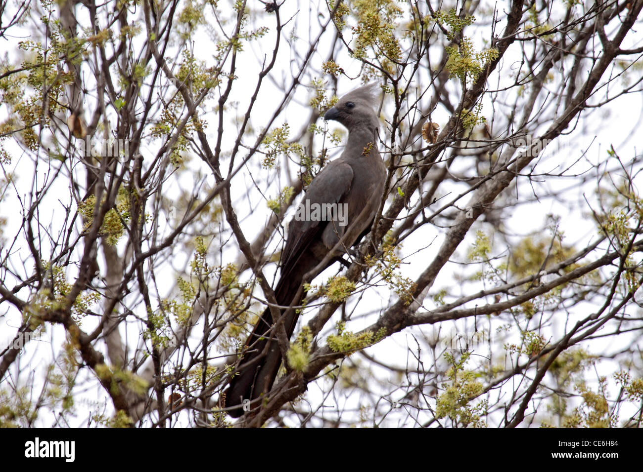 Grey gehen weg Vogel oder graue Lourei im Baum in namibia Stockfoto