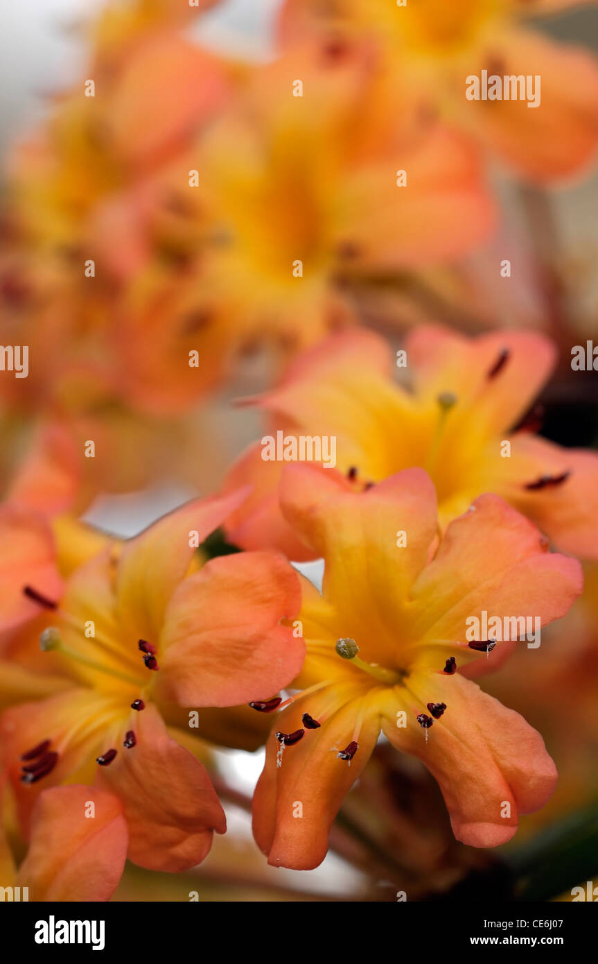 Rhododendron sonniges Orange Blumen Lepidote buschigen halb winterhart mehrjährig immergrüner Strauch blühenden blühende Pflanze blühen Stockfoto