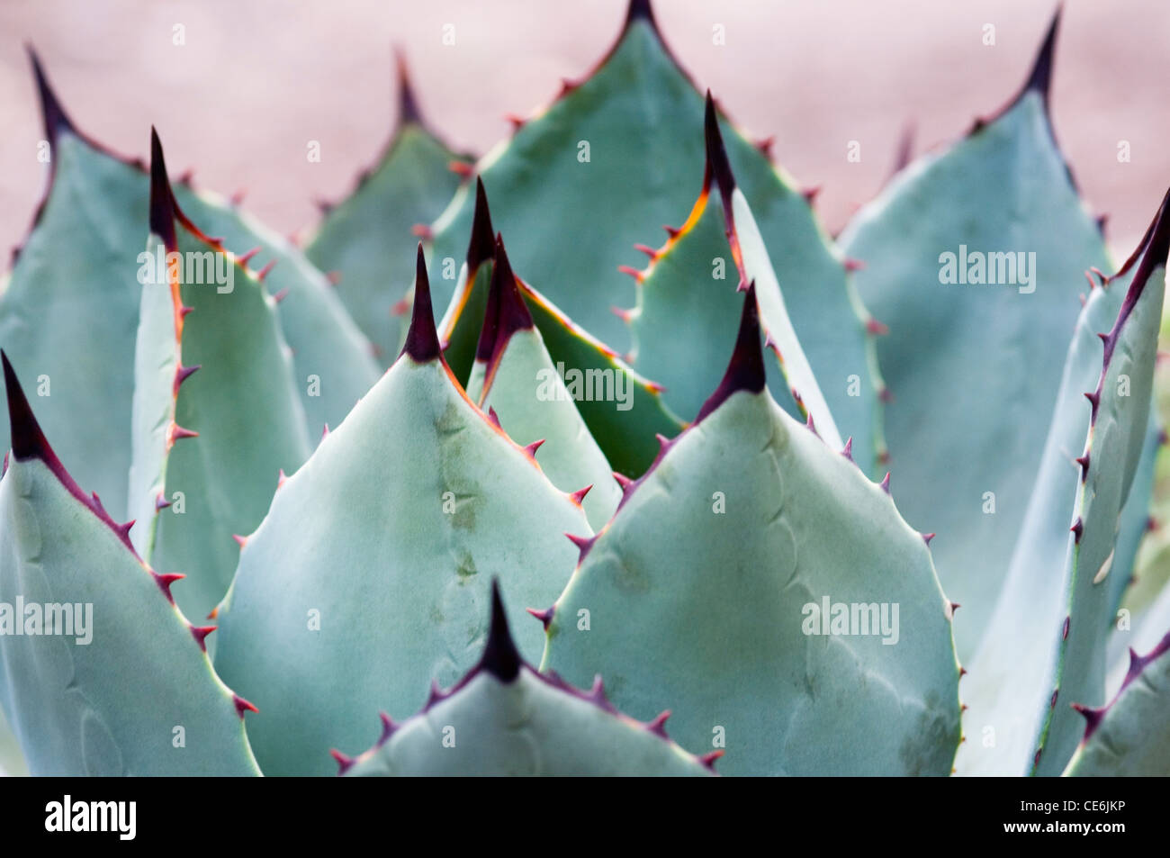 AGAVE PARRYI Stockfoto