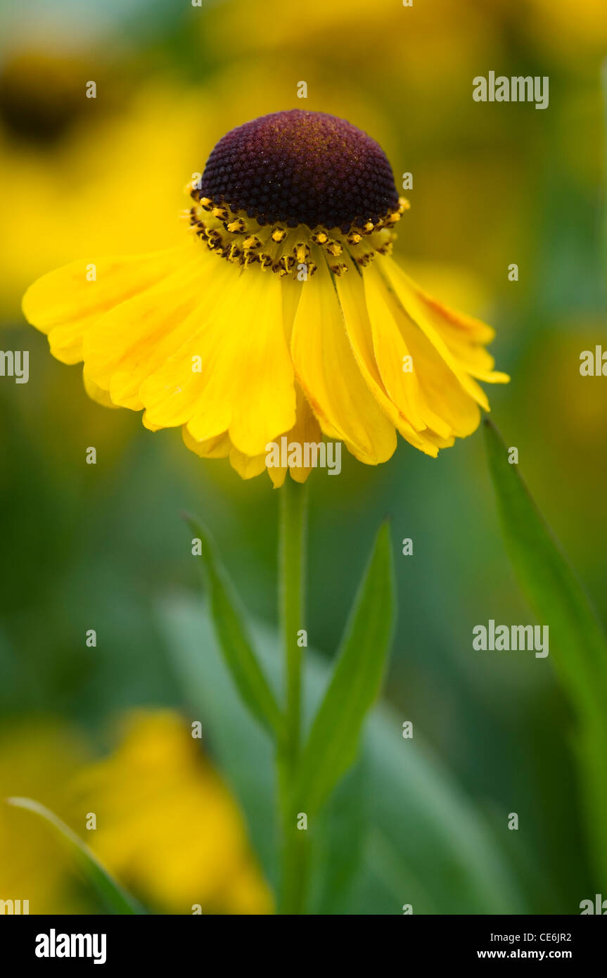 HELENIUM EL DORADO Stockfoto