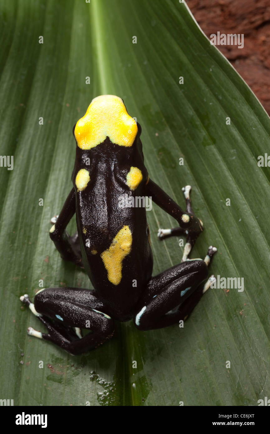 Frosch, Dendrobates Tinctorius, Regenwald Tier mit gelben Punkten zu vergiften Stockfoto