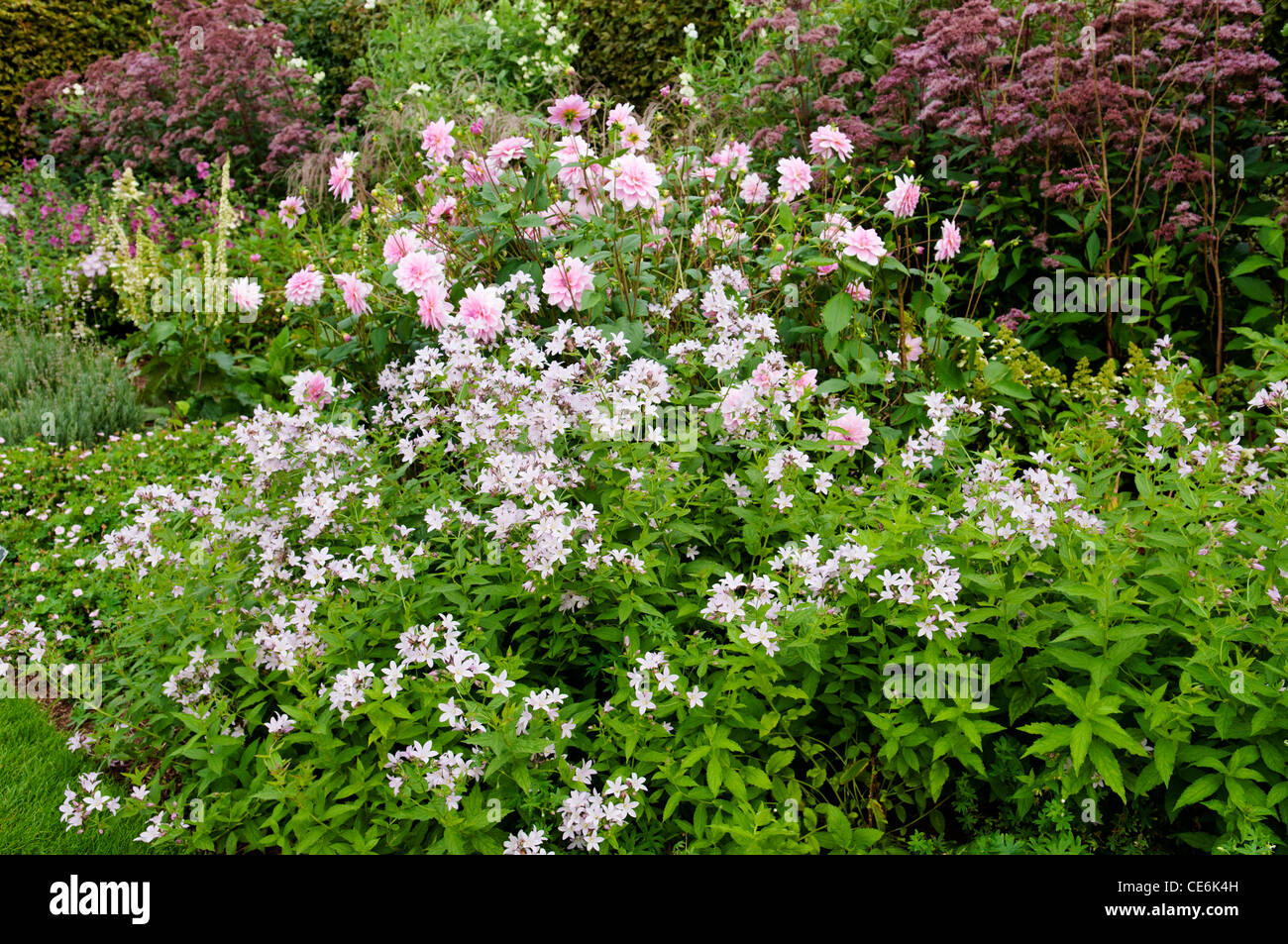 CAMPANULA LACTIFLORA LODDON ANNA MIT DAHLIA PERLE VON HEEMSTEDE BEI RHS WISLEY Stockfoto