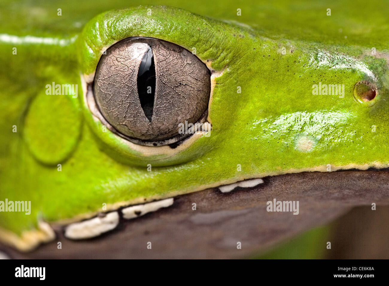 Tier Auge Detail der Laubfrosch Kopf Amphibien vertikale Pupille schönes Tier Detail Iris Phyllomedusa bicolor Stockfoto