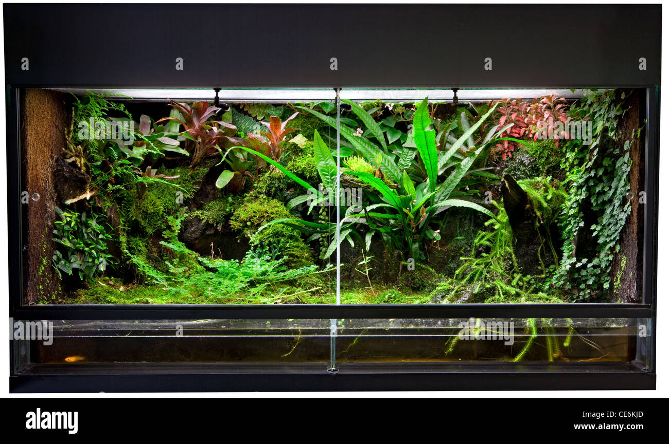 Terrarium für Regenwald Heimtiere wie exotische und tropische Frösche ...