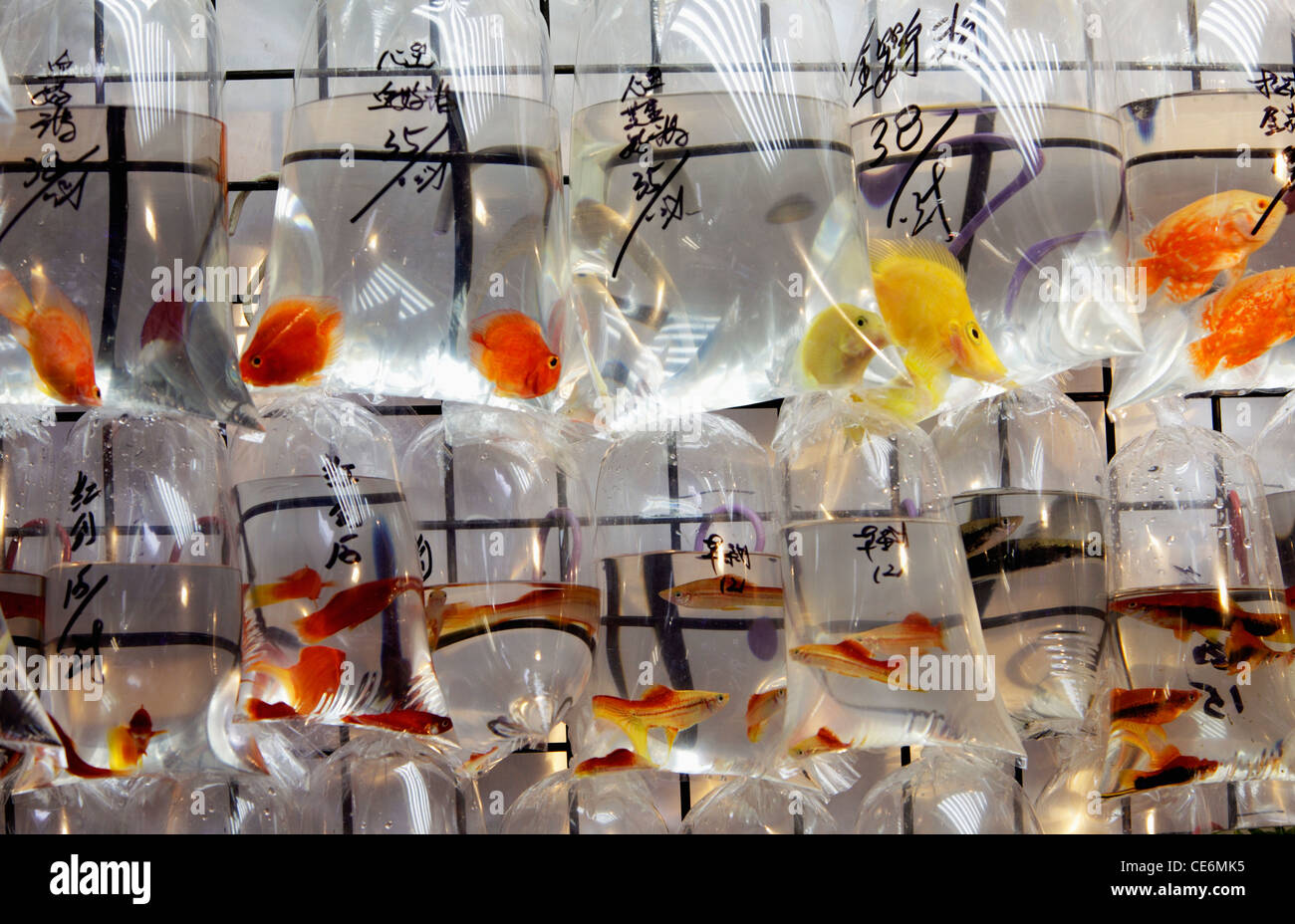 Verschiedene farbige Fische in Plastiktüten Stockfoto