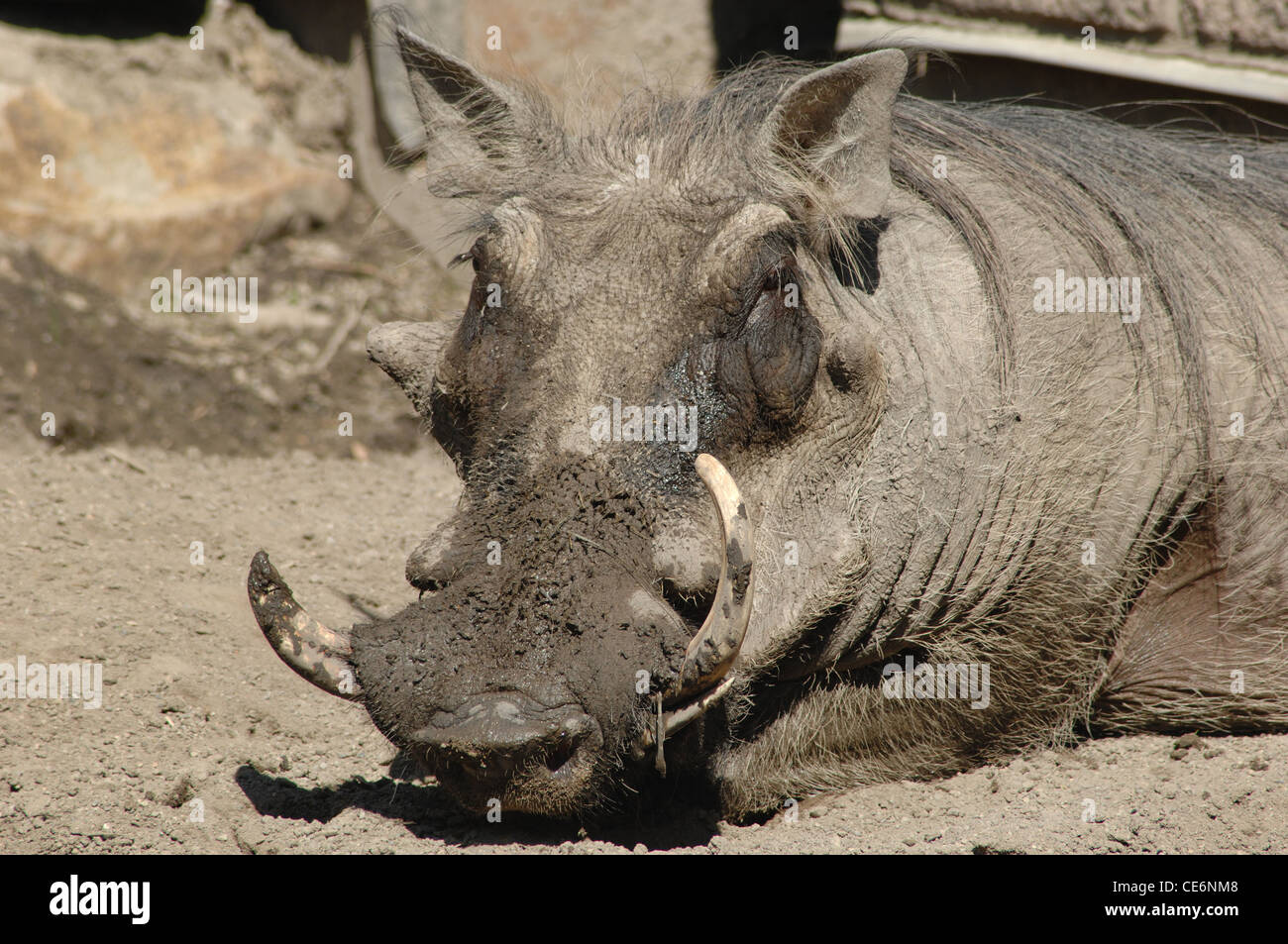 Eine Warze Hog Verlegung auf dem Boden im Dreck. Stockfoto